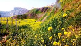 綠色礦山生態修復 水泥企業礦區迎來春天